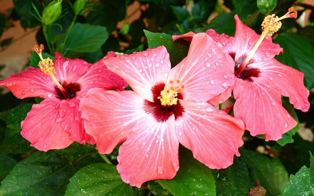 Pousada Dos Hibiscos Beberibe Exterior foto